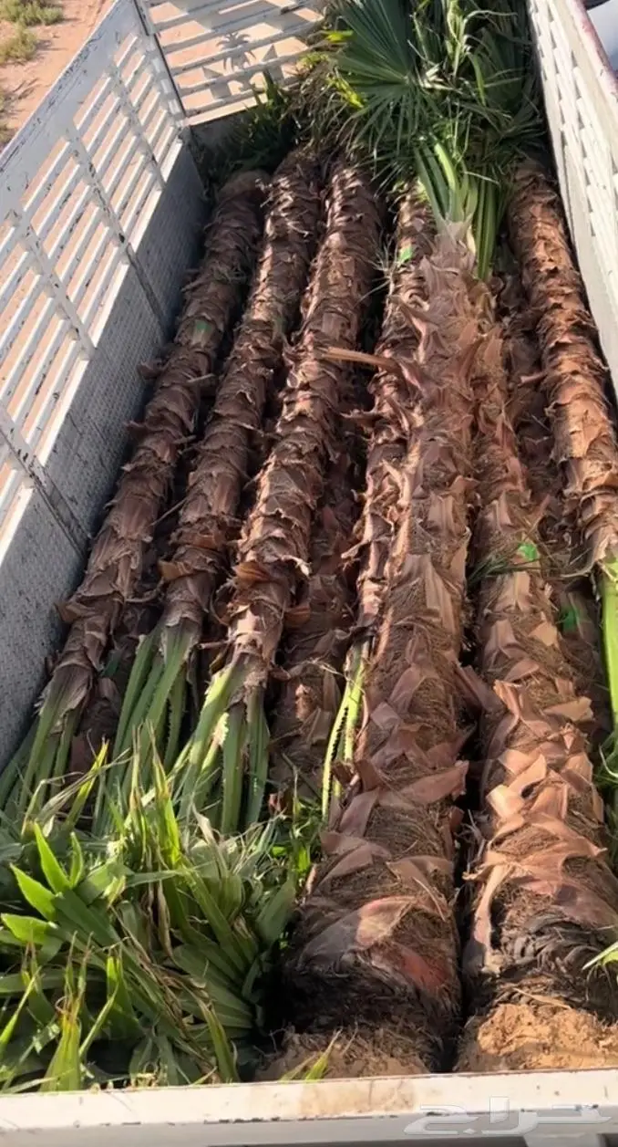 نخل واشنطني زينه امريكي ابو مروحه نخل عربي مثمر 24