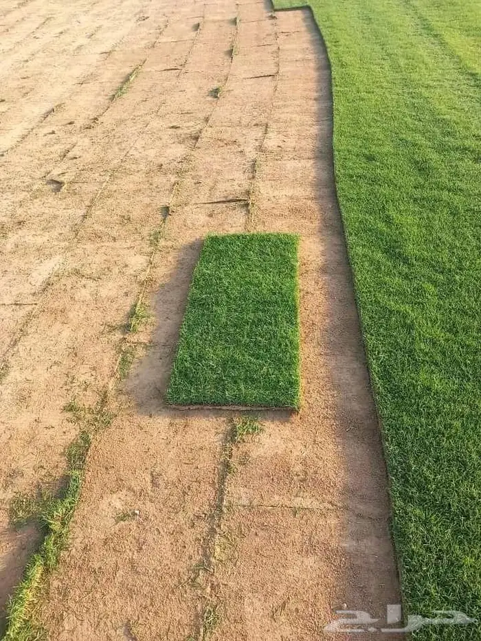 نخل واشنطني زينه امريكي ابو مروحه نخل عربي مثمر 23