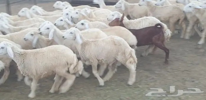 ذبايح حري سواكني زواجات مناسبات صدقات عقيقه شاهد تقييمات 6