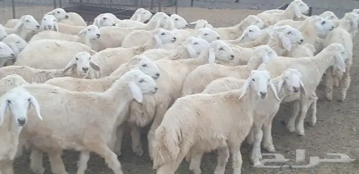 ذبايح حري سواكني زواجات مناسبات صدقات عقيقه شاهد تقييمات 7