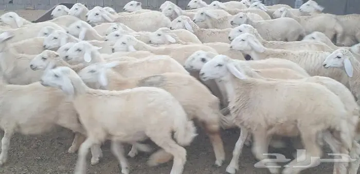 ذبايح حري سواكني زواجات مناسبات صدقات عقيقه شاهد تقييمات 8