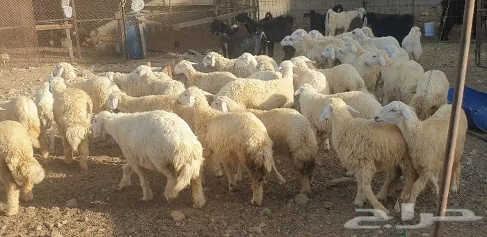 ذبايح حري سواكني زواجات مناسبات صدقات عقيقه شاهد تقييمات 11