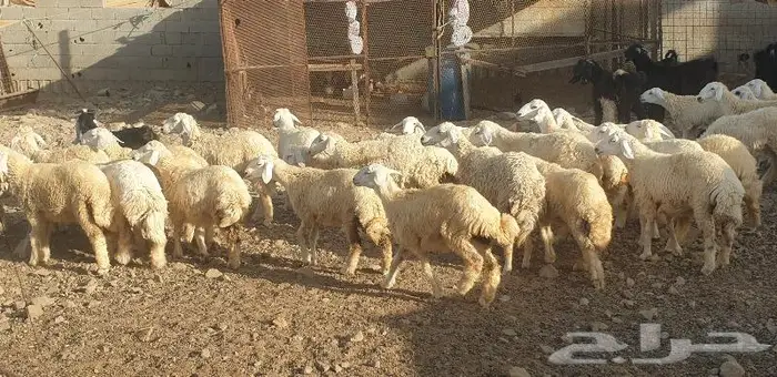 ذبايح حري سواكني زواجات مناسبات صدقات عقيقه شاهد تقييمات 12