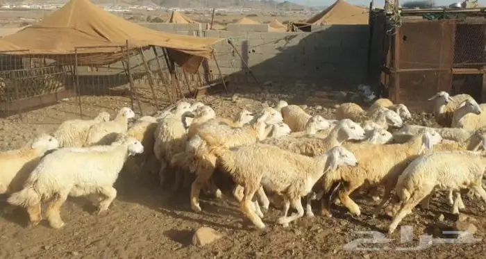 ذبايح حري سواكني زواجات مناسبات صدقات عقيقه شاهد تقييمات 3