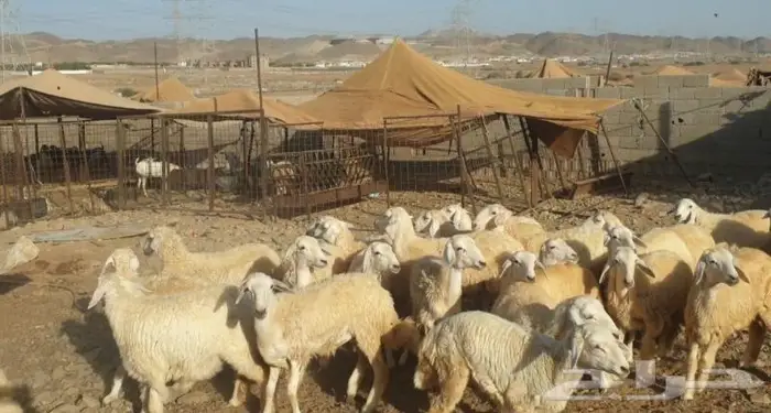 ذبايح حري سواكني زواجات مناسبات صدقات عقيقه شاهد تقييمات 0