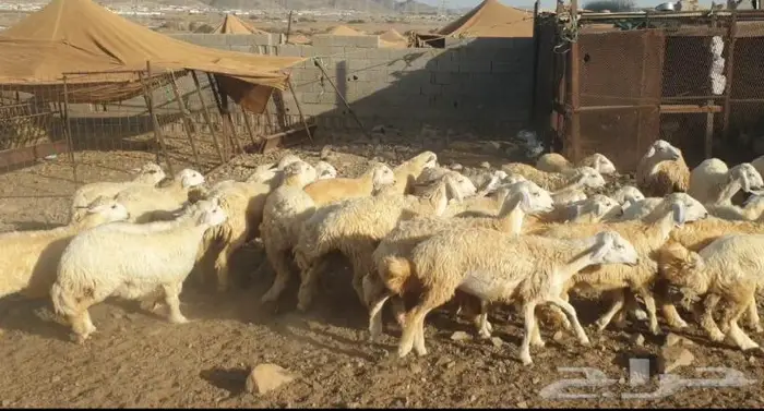 ذبايح حري سواكني زواجات مناسبات صدقات عقيقه شاهد تقييمات 4