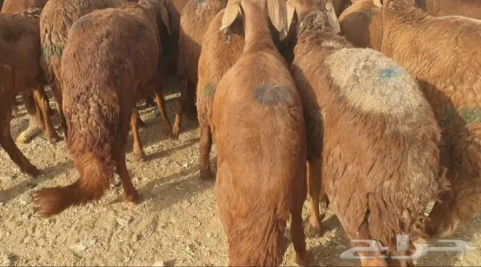 ذبايح حري سواكني زواجات مناسبات صدقات عقيقه شاهد تقييمات 9