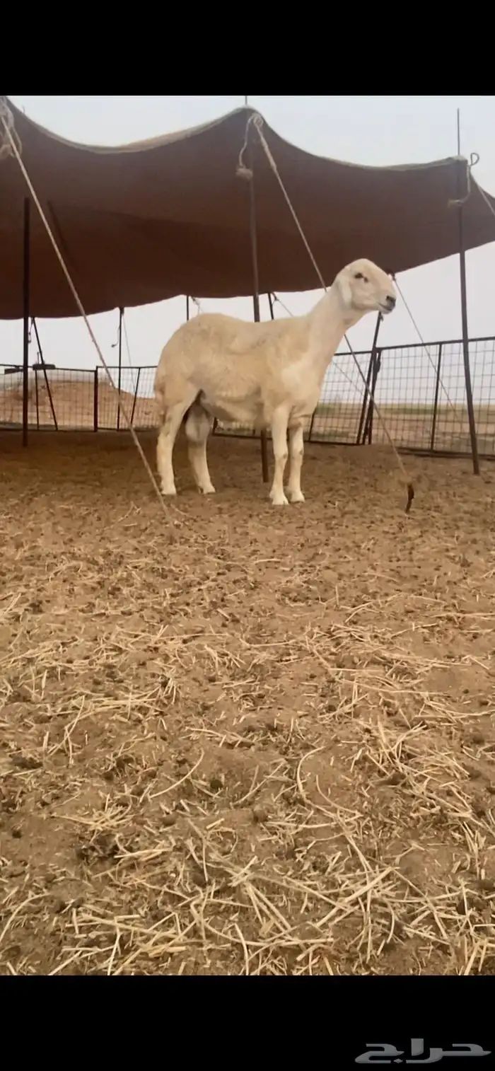 فحل حري صنف مشروط   تم البيع 4