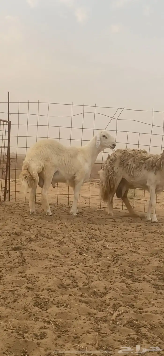 فحل حري صنف مشروط   تم البيع 1