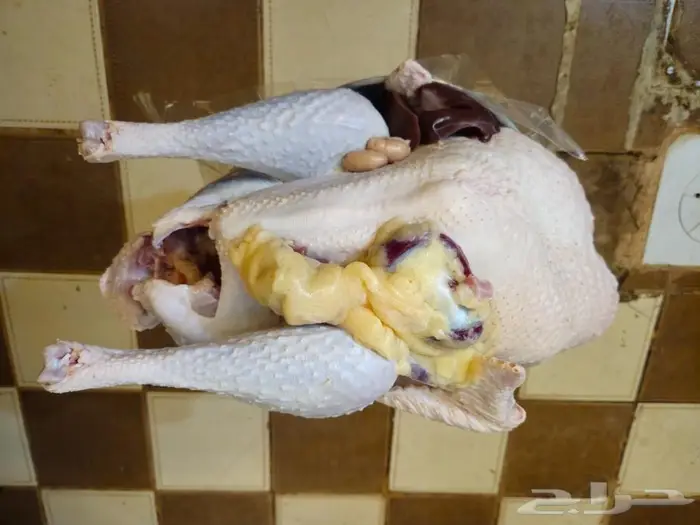 رومي ذبح طازج الذبح بعد تاكيد الطلب 4