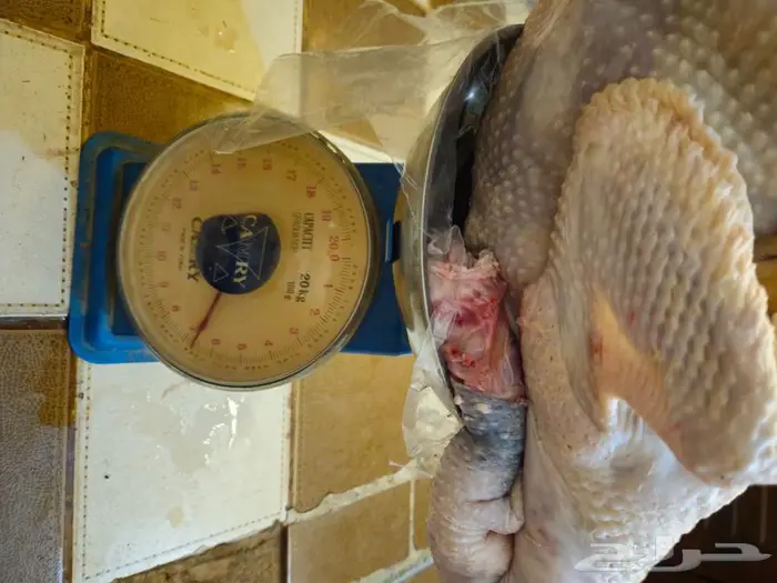 رومي ذبح طازج الذبح بعد تاكيد الطلب 5