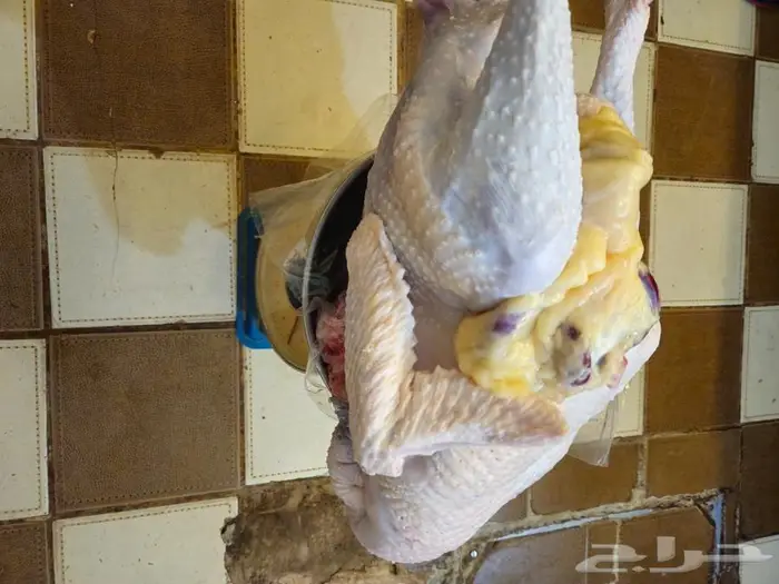 رومي ذبح طازج الذبح بعد تاكيد الطلب 7