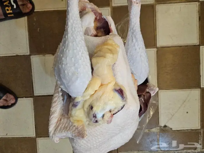 رومي ذبح طازج الذبح بعد تاكيد الطلب 6