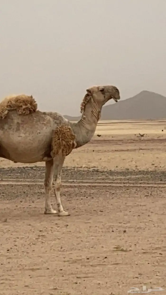 للبيع بعير عوني 0