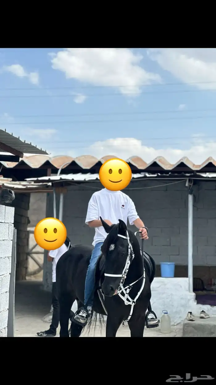 حصان ادهم 1