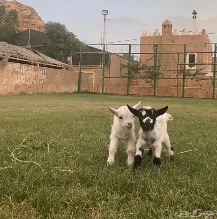 الماعز القزم 4