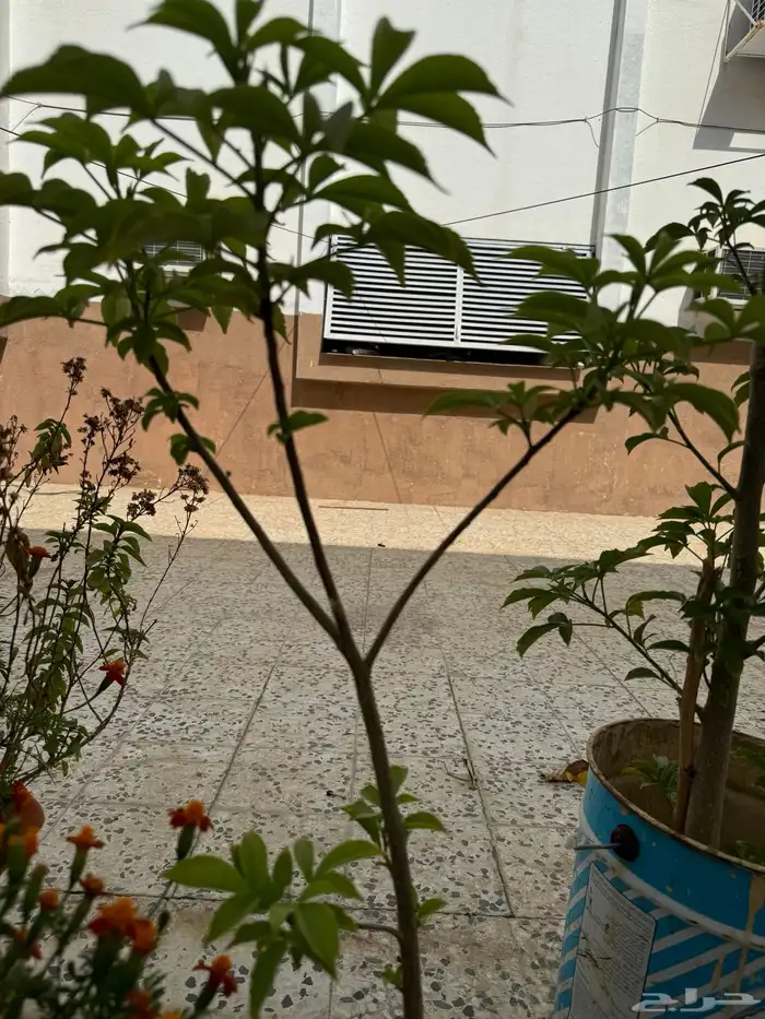 لأهل جدة فرصة حبحبوا شجرة متوسطة 4