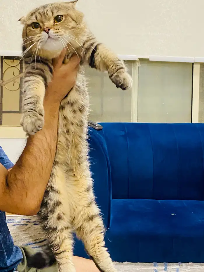 ذكر سكوتش فولد ضخم للتزاوج 0