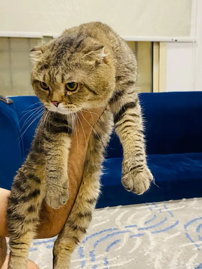 ذكر سكوتش فولد ضخم للتزاوج 1