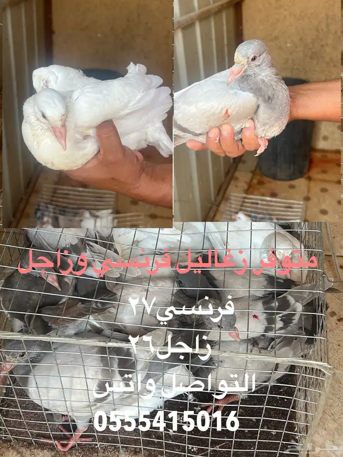 فراخة حمام فرنسي وزاجل حجم توب (الزلفي) 5