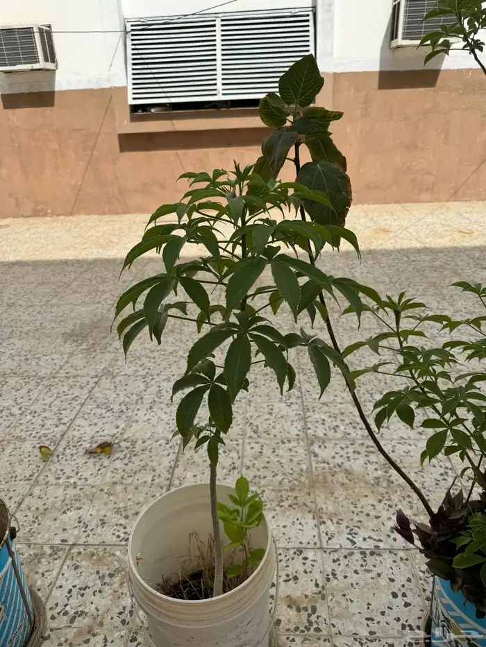 لأهل جدة فرصة حبحبوا شجرة متوسطة 0