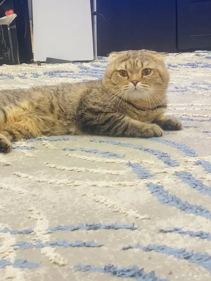 ذكر سكوتش فولد ضخم للتزاوج 2