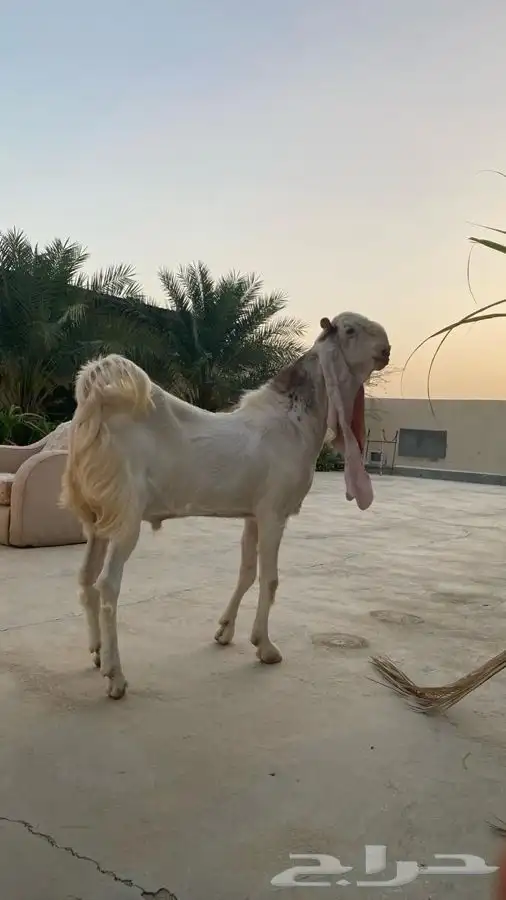 فحل حجازي معرف صنف الصنف (تم البيع) 2