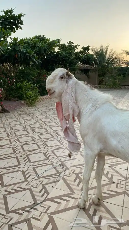 فحل حجازي معرف صنف الصنف (تم البيع) 6