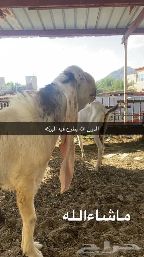 فحل حجازي معرف صنف الصنف (تم البيع) 0