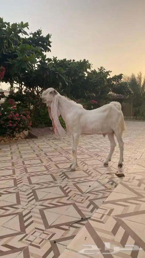 فحل حجازي معرف صنف الصنف (تم البيع) 1