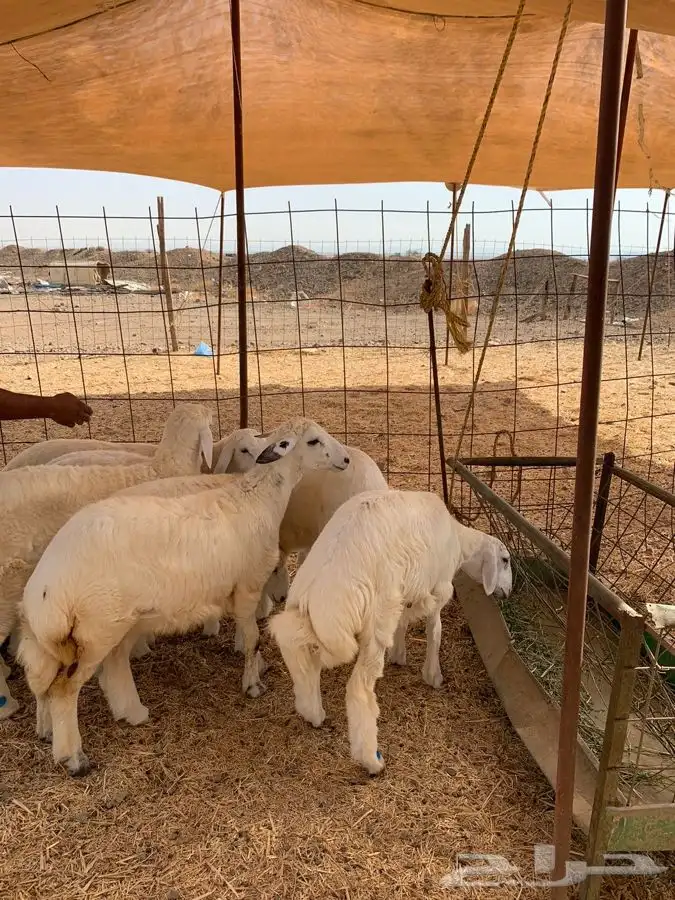 ذيايح حري طليان رخال جدة طريق بريمان 3