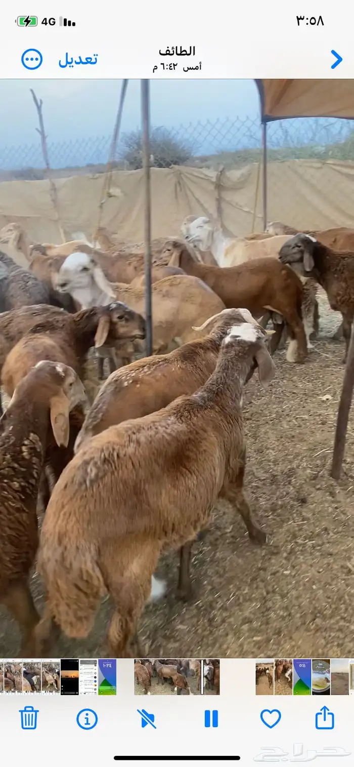 سواكن حمرب 1