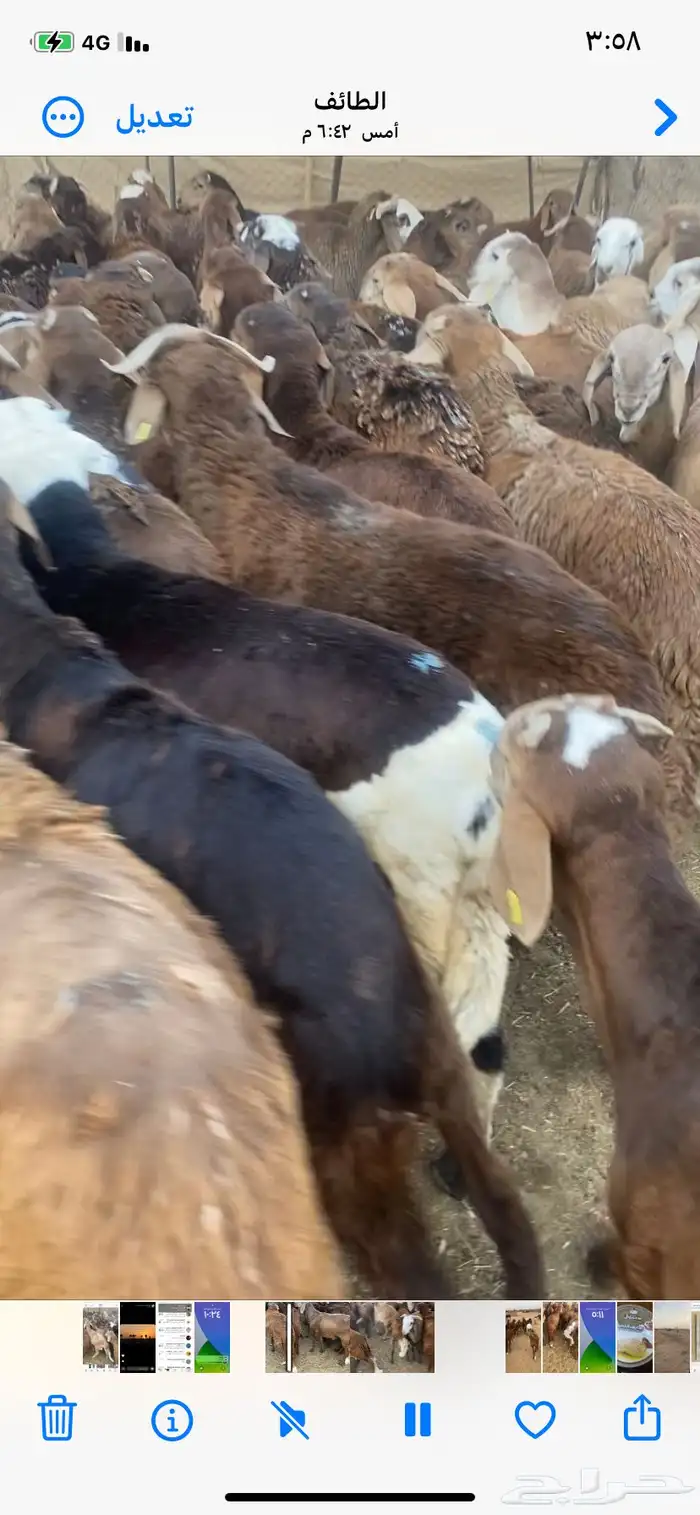 سواكن حمرب 8