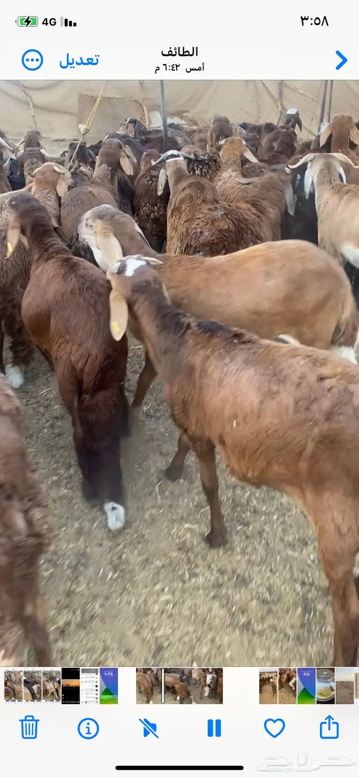 سواكن حمرب 6