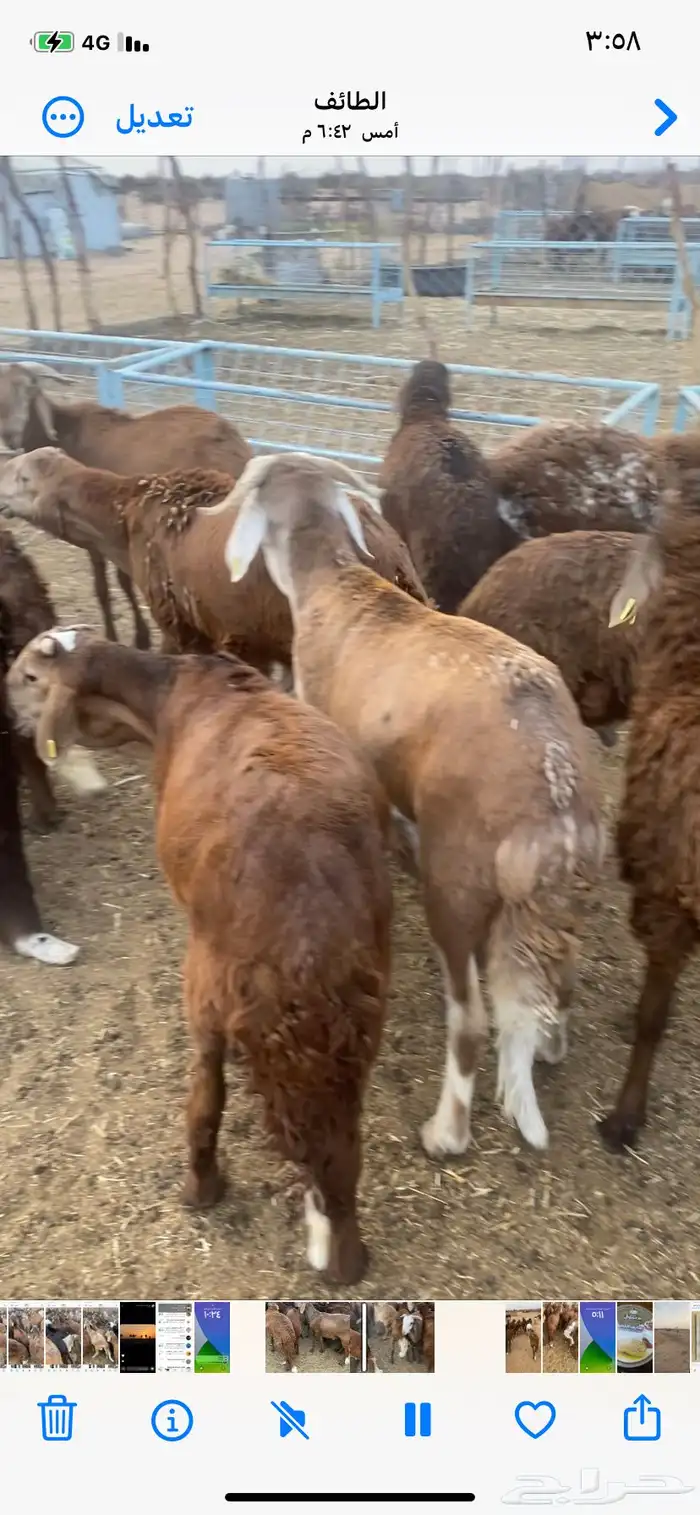 سواكن حمرب 4