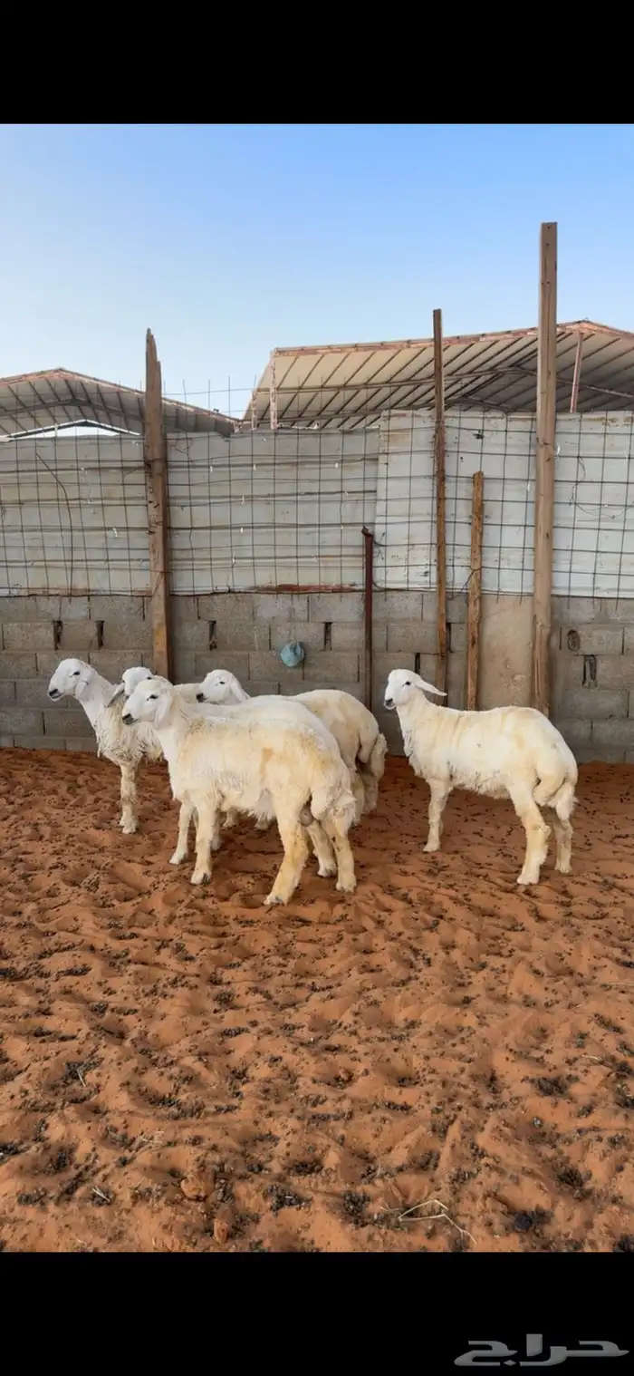 خرفان حريات 1