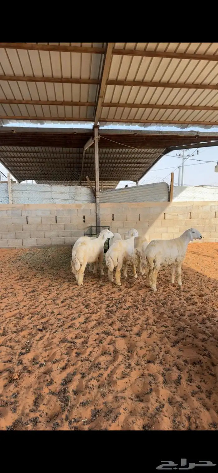 خرفان حريات 0