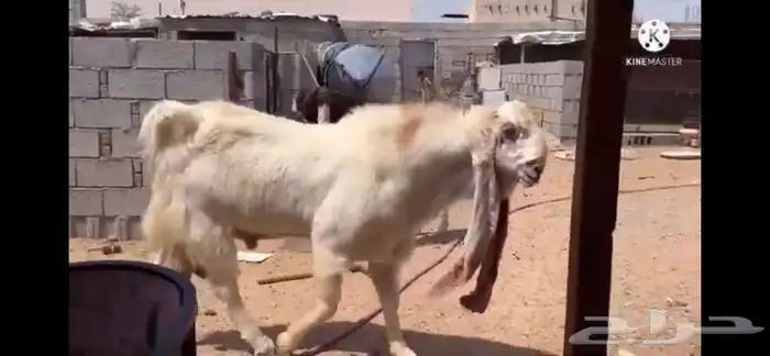 فحل حجازي معرف صنف الصنف (تم البيع) 8