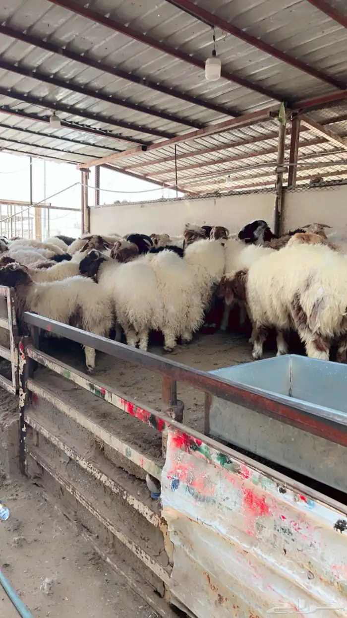 ذبايح ابو عبدلله بلدي ومستور 7