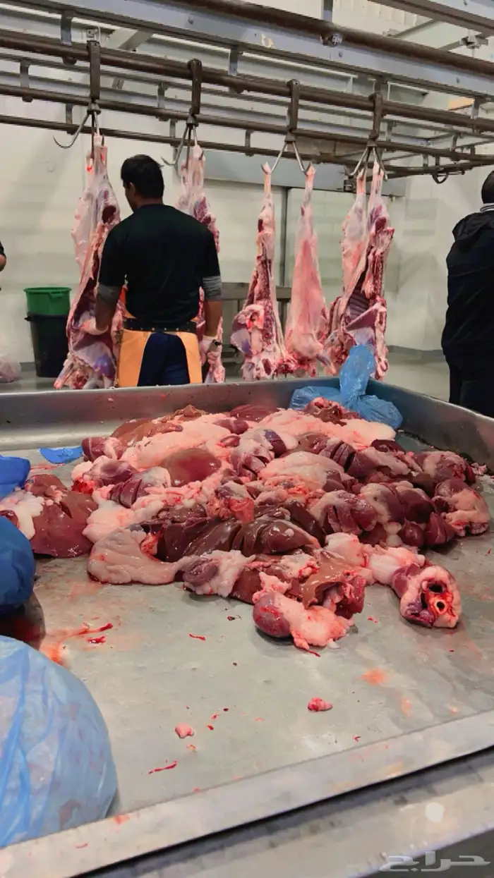 ذبايح ابو عبدلله بلدي ومستور 6