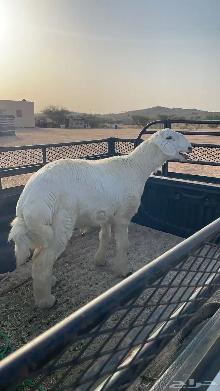 طليان ورخال ذبايح حري 6