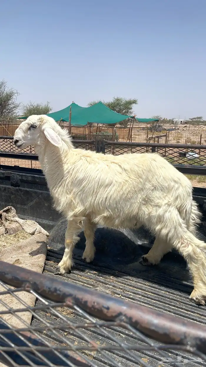طليان ورخال ذبايح حري 12