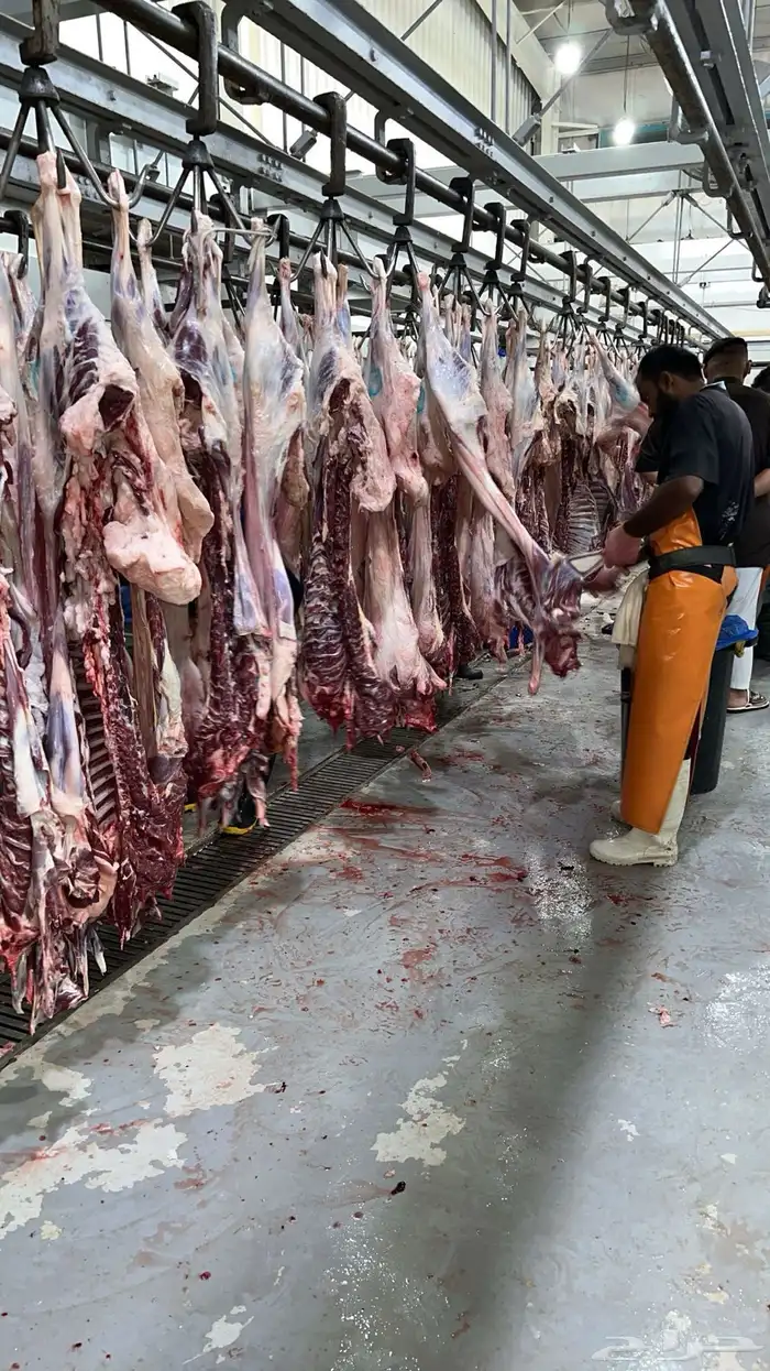 ذبايح ابو عبدلله بلدي ومستور 4