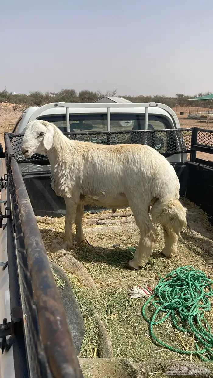 طليان ورخال ذبايح حري 8