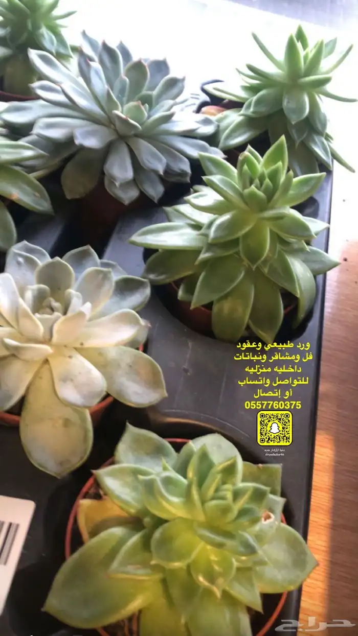 فل عقود للعرسان وورود طبيعيه وشتلات للتواصل اتصال أوواتساب 92