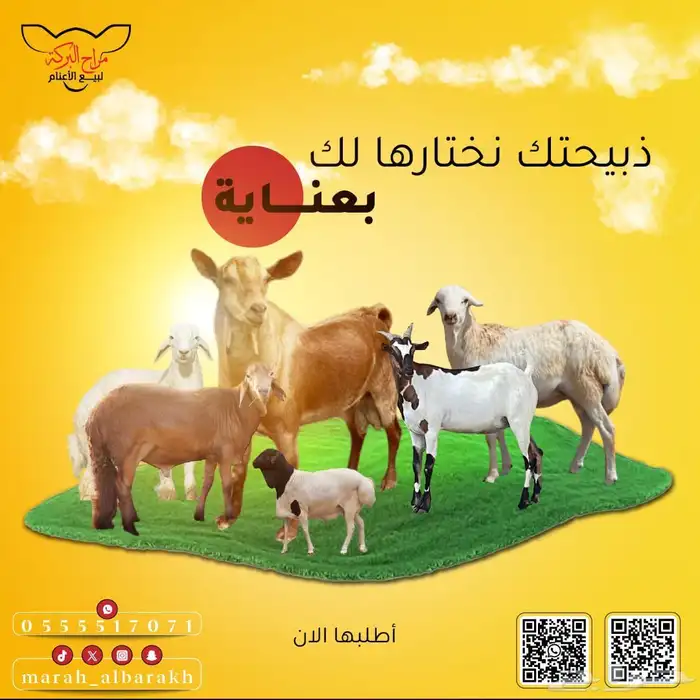 ذبيحتك لباب بيتك تيوس وطليان حري وسواكني تربية 72