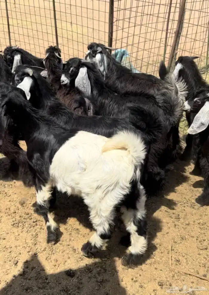 ذبايح ابو عبدلله بلدي ومستور 3