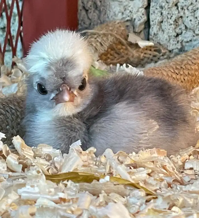 صوص دجاج بولش امريكي ولوهمان 0