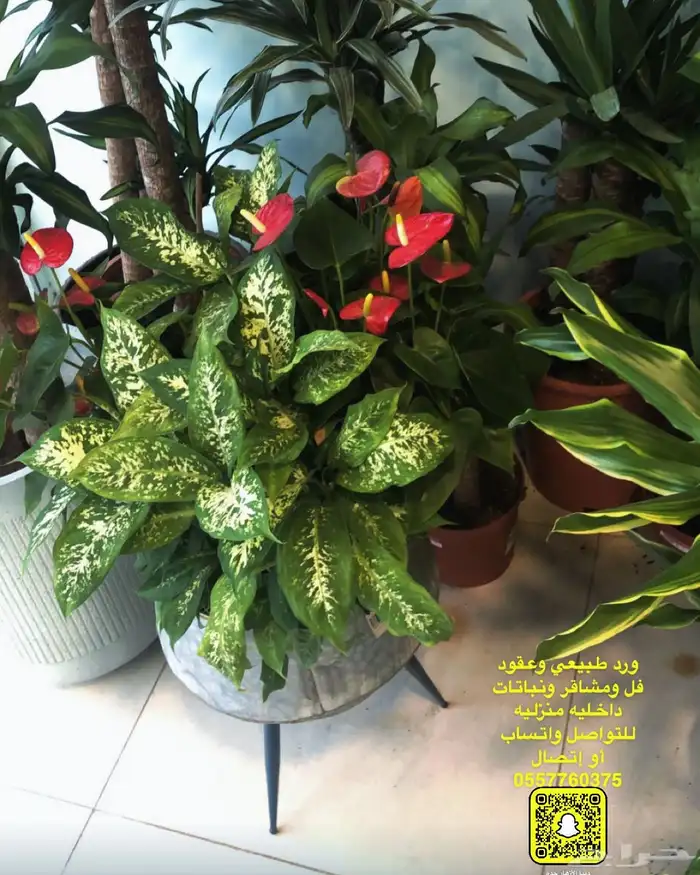 فل عقود للعرسان وورود طبيعيه وشتلات للتواصل اتصال أوواتساب 86