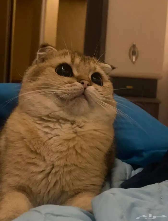 ذكر سكوتش تزاوج 1